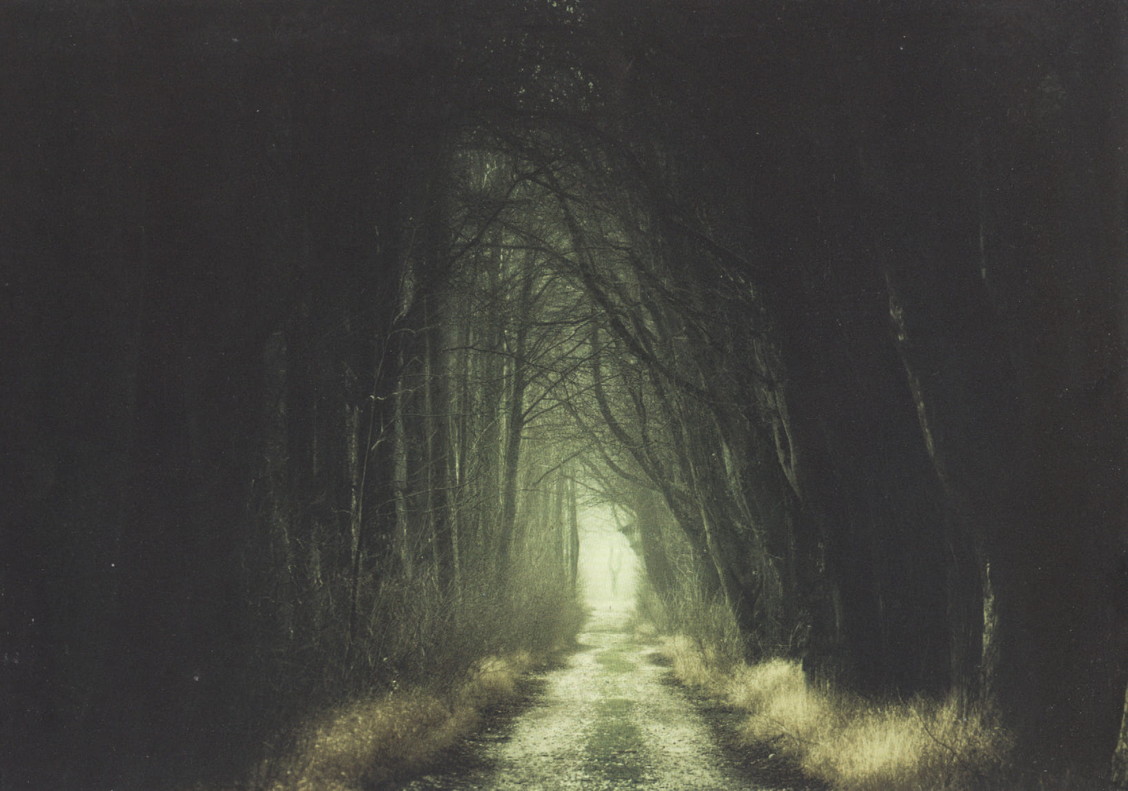 Waldweg im Nebel