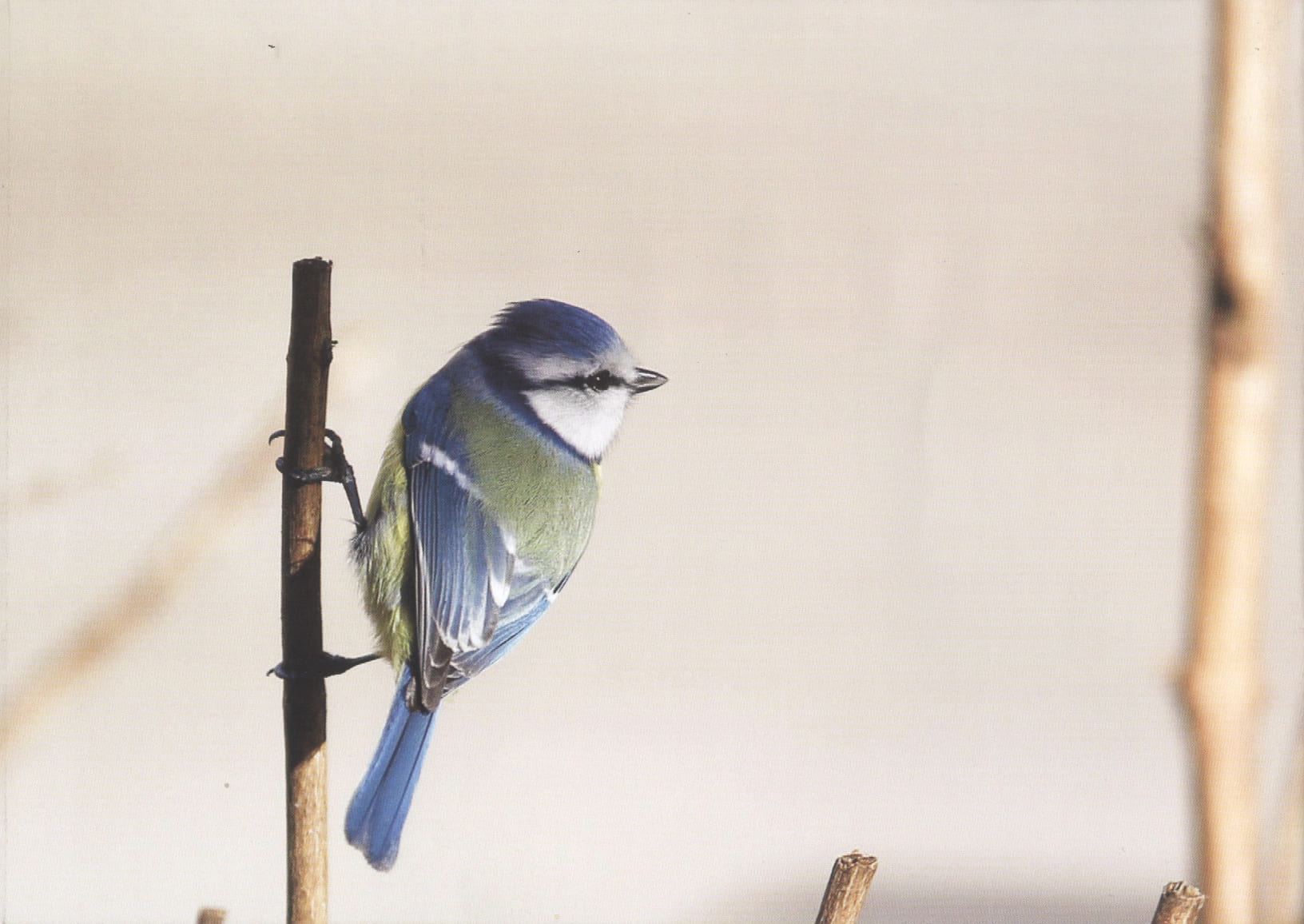 Blaumeise auf einem Ast